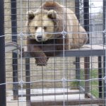 Captive Bear