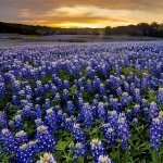 Bluebonnet Sunset