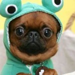 Froggo boi