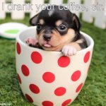 Cute puppy goes inside a cup and drinks coffee | I drank your coffee, sir. | image tagged in puppy in a cup,dog,cute puppy,puppy,cup | made w/ Imgflip meme maker