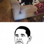 Not Bad Obama Meme | THAT'S PRETTY COOL. | image tagged in memes,not bad obama,dogs,funny,cows | made w/ Imgflip meme maker
