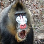 Mandrill Hooting