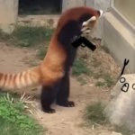 Red Panda With A Gun