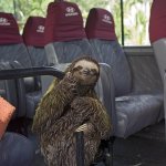 Hitchhiking sloth