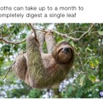 Sloth digestion