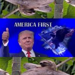 America First sloths 3
