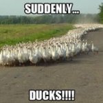 Duck Rule meme