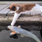 Cat fish meme