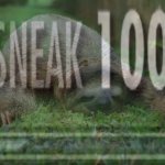 Sloth sneak 100 redux