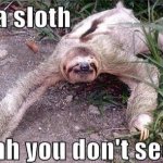 Ninja sloth