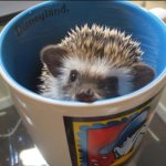Hedgehog cup