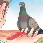 wikiHow How to Hold a Pigeon