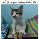 cat and bed meme