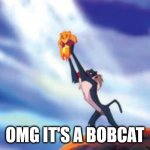 OMG it's a bobcat | OMG IT'S A BOBCAT | image tagged in lion king cub | made w/ Imgflip meme maker