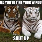 tint tigers | I TOLD YOU TO TINT YOUR WINDOWS; SHUT UP | image tagged in two tigers | made w/ Imgflip meme maker