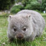 Gratitude Wombat meme