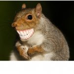 Squirrel with human teeth