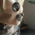 Cat wearing paper bag mask