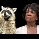 The Raccoon and Maxine Waters meme