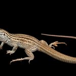 New Mexico Whiptail Lizard template