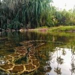 Snake in pond