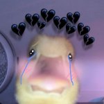 sad duck