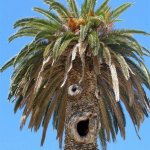 Palm tree looks like sideshow bob meme