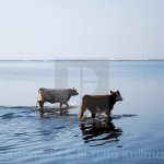 ocean cow couple