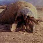 Graboid meme