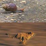 snail vs cheetah