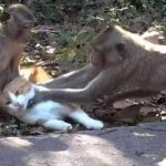 Monkeys choke cat