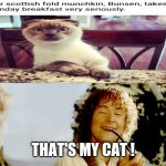 Pippin LOTR | THAT'S MY CAT ! | image tagged in pippin lotr,cat,breakfast,lord of the rings,memes,funny | made w/ Imgflip meme maker