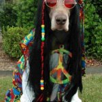 Happy Birthday Dana! | HAPPY BIRTHDAY DANA! | image tagged in hippie dog | made w/ Imgflip meme maker