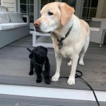 Dogs young puppy looks up to older dog meme