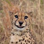 Smiling Cheetah meme