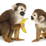 Monkey Giving Banana