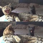 Yawning cat and kitten