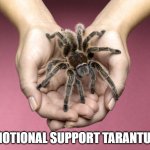 Emotional Support Tarantula | EMOTIONAL SUPPORT TARANTULA | image tagged in friends,spider,pet,emotional support | made w/ Imgflip meme maker