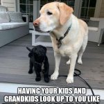 Dogs young puppy looks up to older dog | LIFE GOALS:; HAVING YOUR KIDS AND GRANDKIDS LOOK UP TO YOU LIKE THIS PUPPY DOES TO THE OLD DOG. | image tagged in dogs young puppy looks up to older dog | made w/ Imgflip meme maker