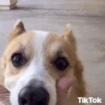 DOGGY GIF Template
