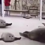 Seals (remade) GIF Template