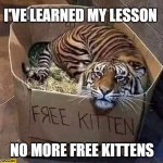 no more free kittens | I'VE LEARNED MY LESSON; NO MORE FREE KITTENS | image tagged in free kitten | made w/ Imgflip meme maker