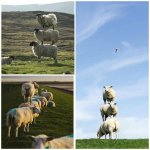 Sheep stacked Meme Generator - Imgflip