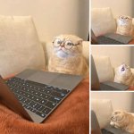 Cat wearing glasses with laptop computer