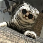 Cat wearing sunglasses