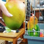 Mango bird