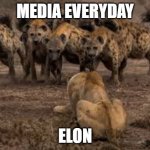 media | MEDIA EVERYDAY; ELON | image tagged in hyenas attack | made w/ Imgflip meme maker