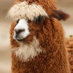 LLAMA | HEY; I'M A LLAMA | image tagged in llama,llamas | made w/ Imgflip meme maker