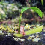 Frog boat in rain