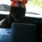 Doge in hat